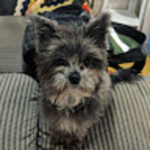 Meet your Posher, Darcy